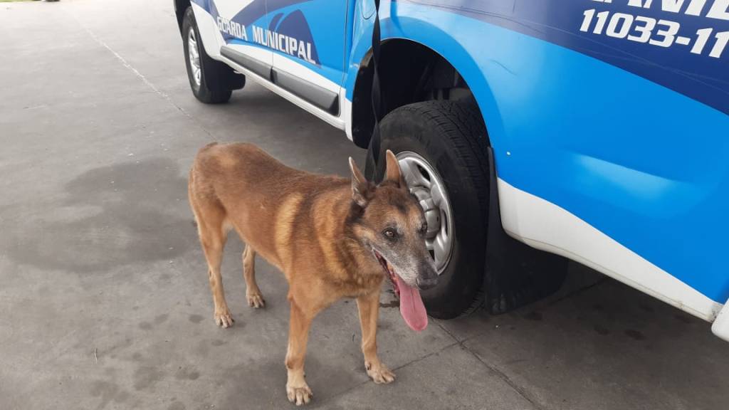 Guarda Municipal bota cães aposentados para adoção; um deles pode ser seu