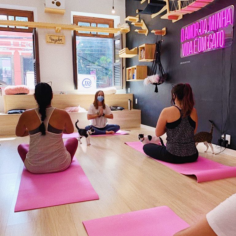 Gato Café promove aulas de ioga junto aos felinos