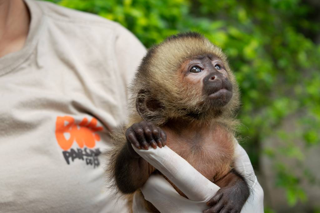 Ameaçado de extinção, macaco-prego-de-peito-amarelo nasce no Rio