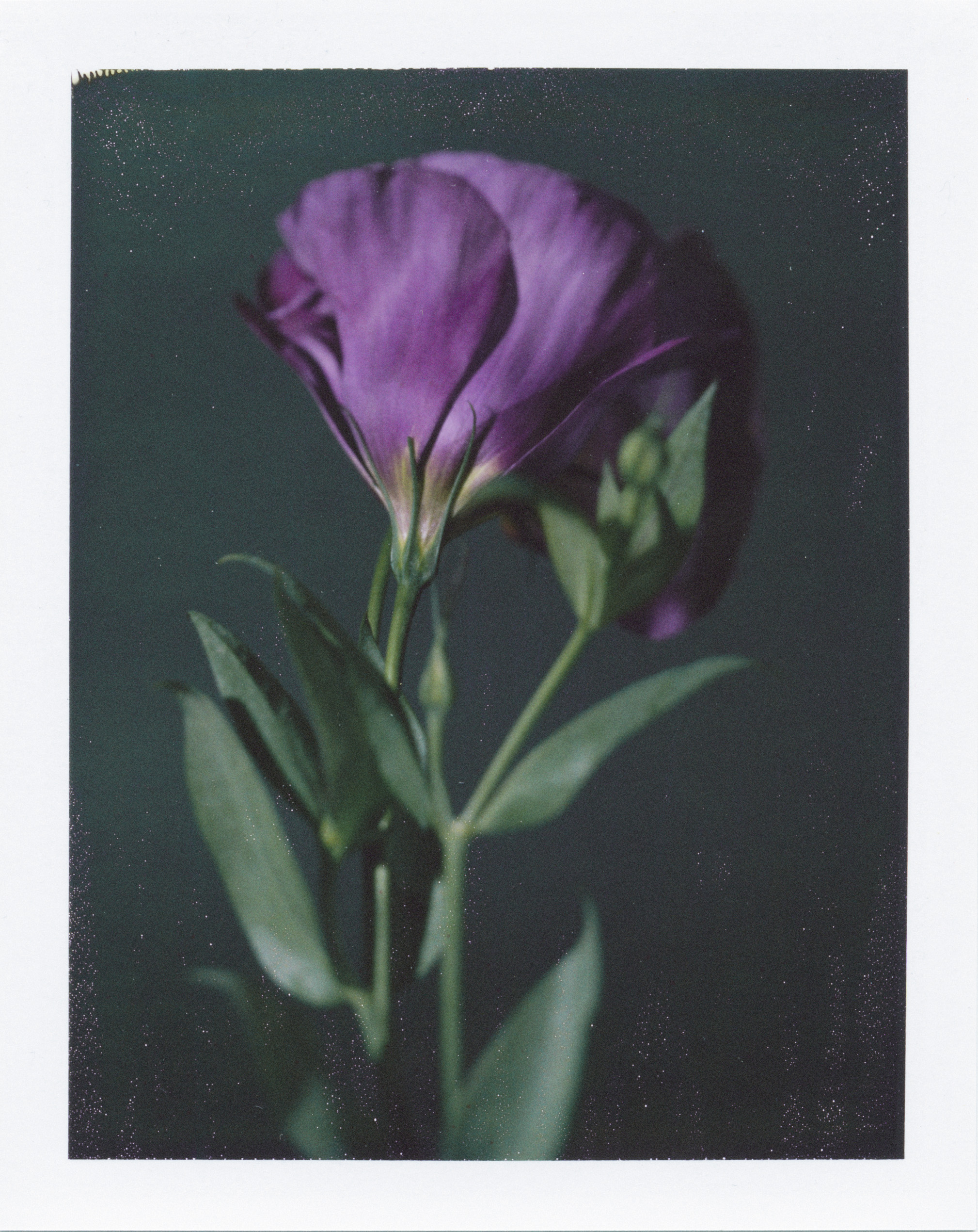 Pedro Pinho: a beleza de uma flor prestes a ser despeda&ccedil;ada