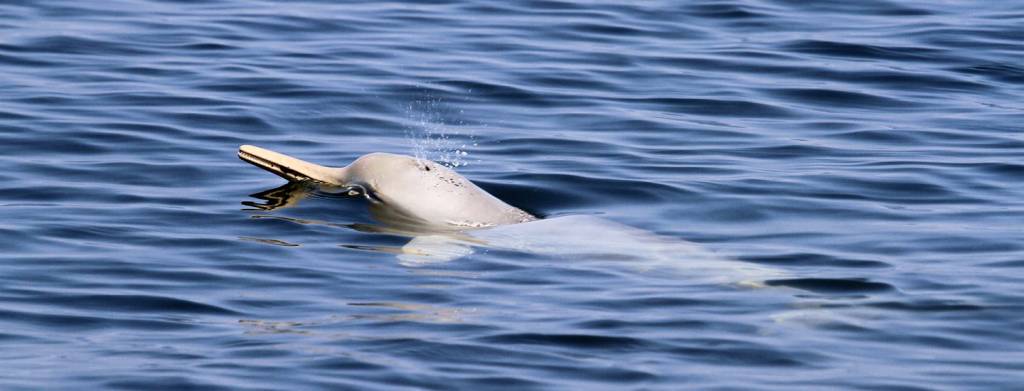 Espécie de golfinho ameaçado de extinção é vista em Ilha Grande