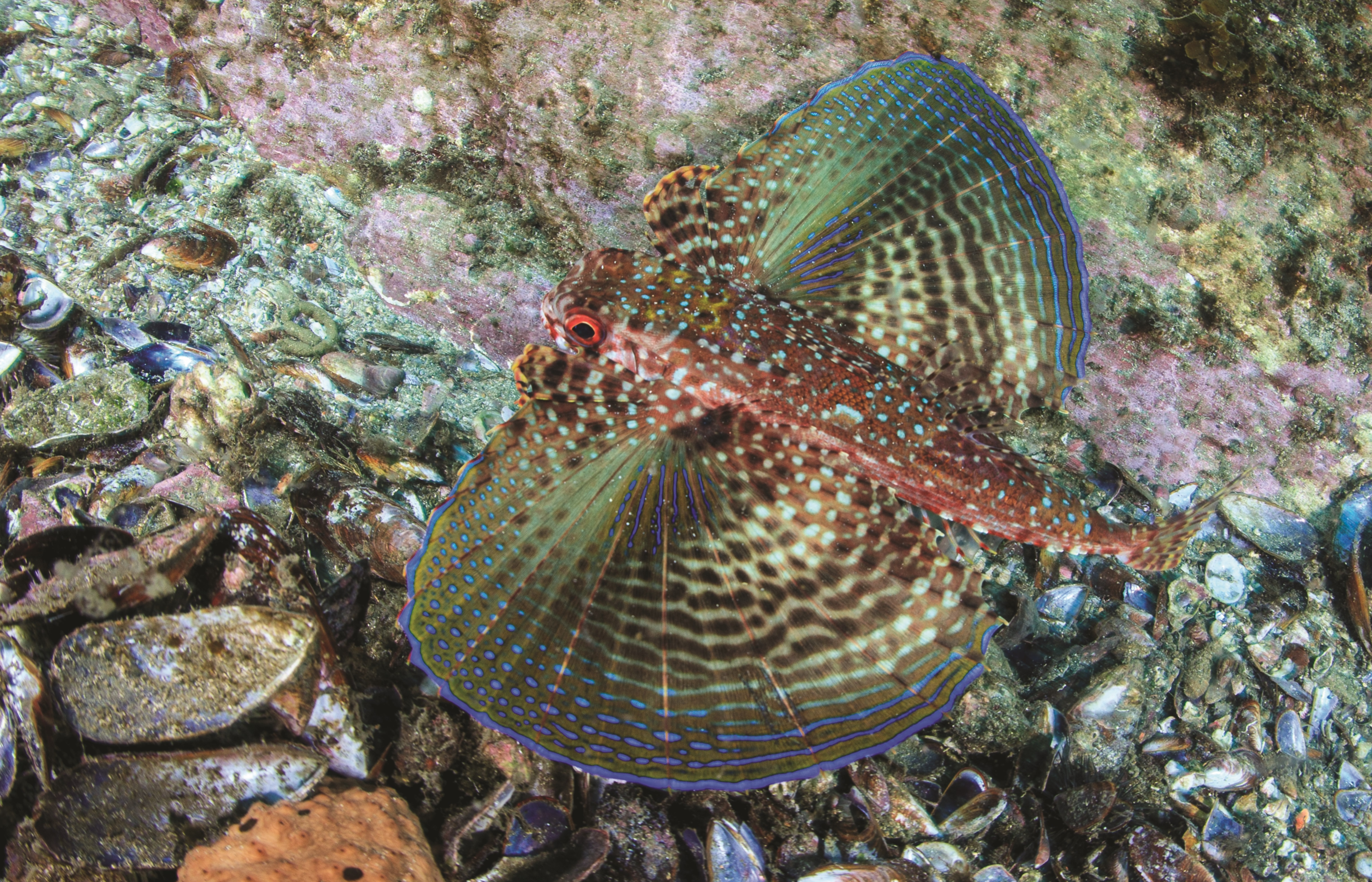Peixinho multicolorido no fundo do mar