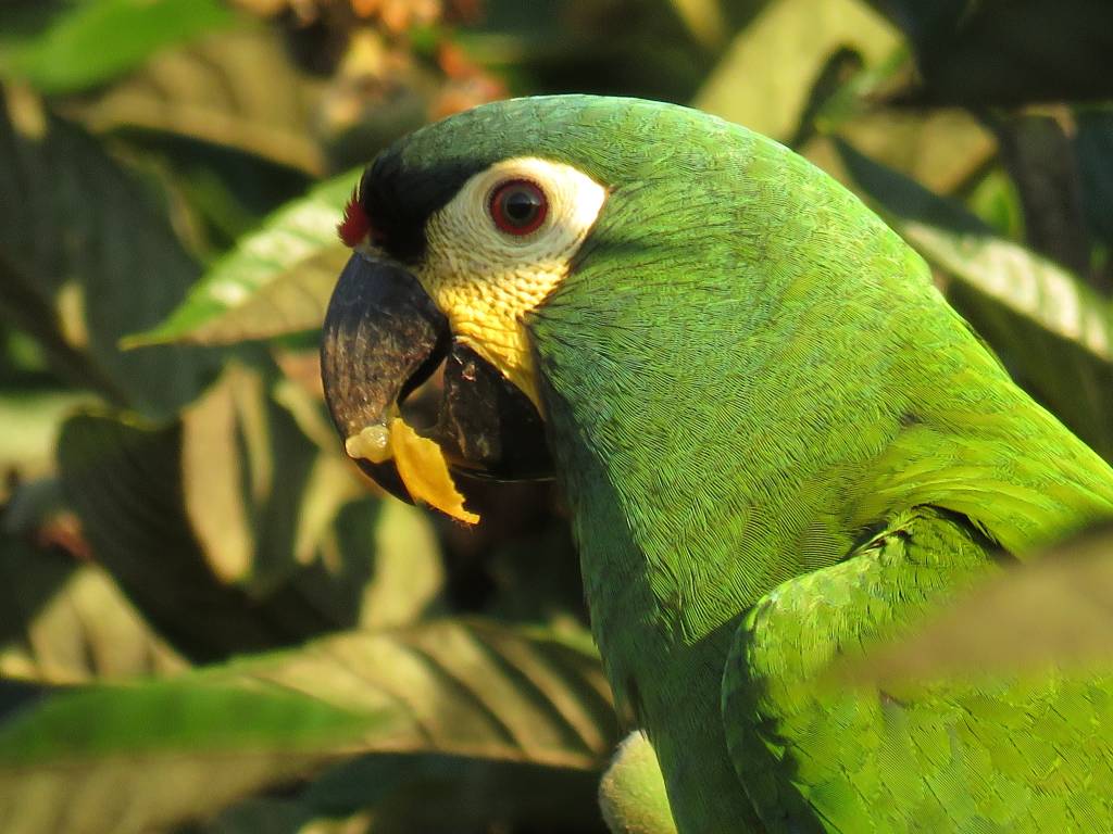 Reserva ecológica abre vaquinha para replantar espécies da Mata Atlântica