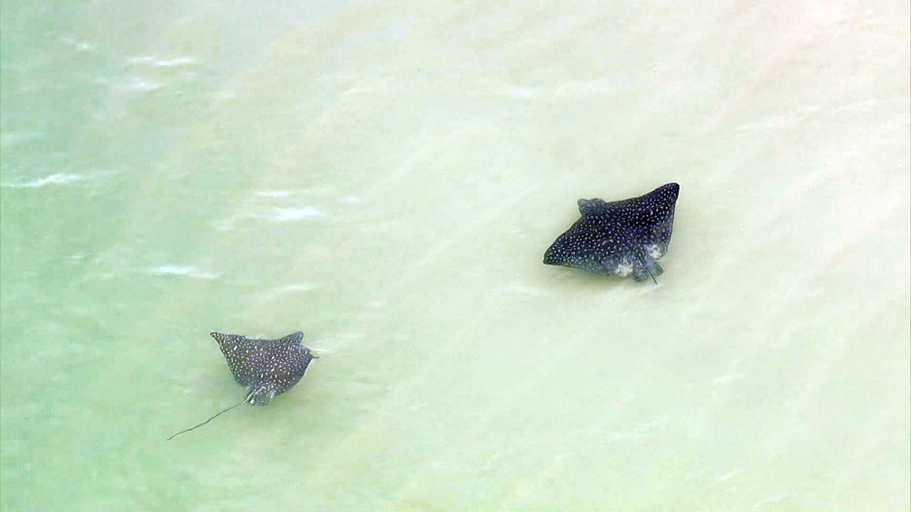Arraias gigantes são vistas nadando na Praia da Reserva nesta quarta (17)