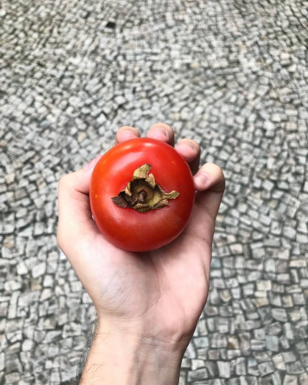 É tempo de caqui