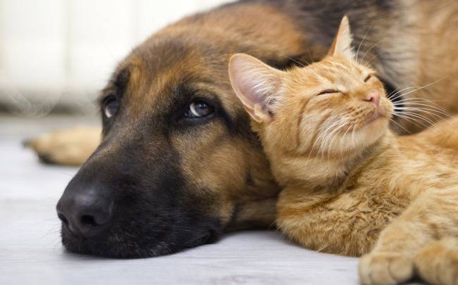 Fiocruz identifica anticorpos contra novo coronavírus em cão e gato no Rio