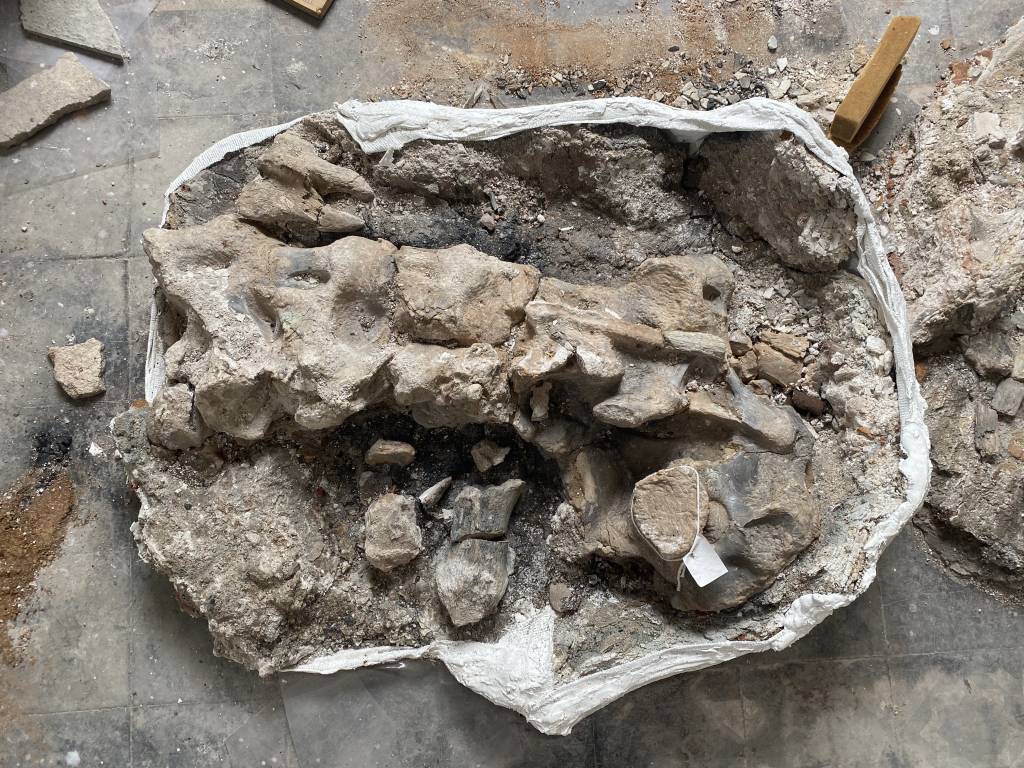 Museu Nacional: fóssil de dinossauro brasileiro é encontrado em escombros