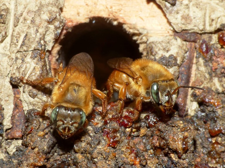 Jardim Botânico do Rio reabre visitação ao meliponário