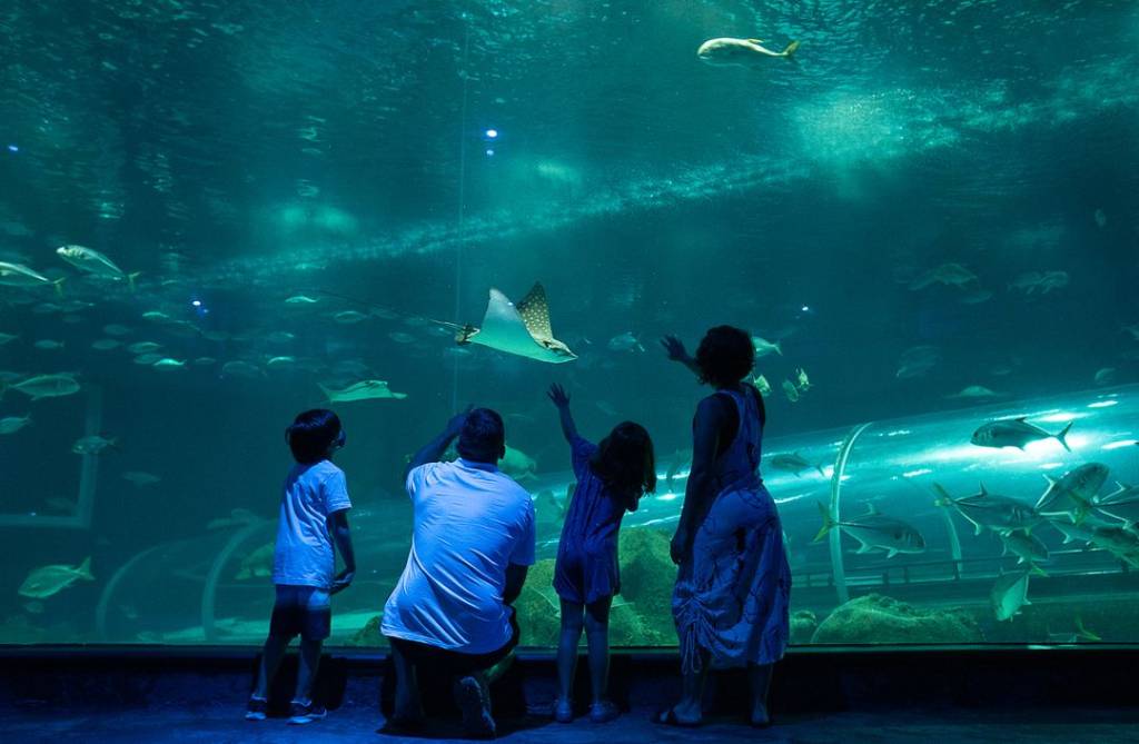 aquariofamilia Família observa aquário