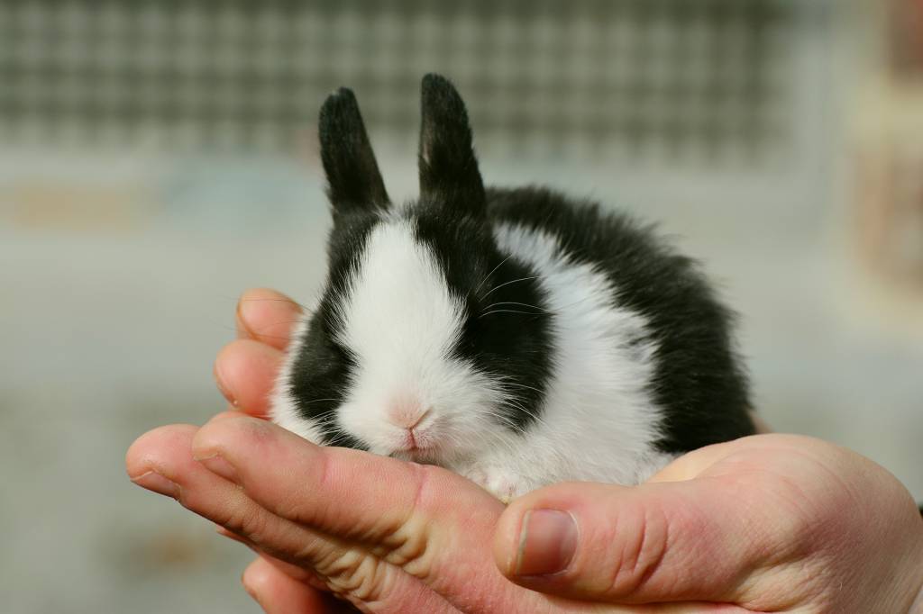 Lei que proíbe testes de cosméticos em animais é mantida no Rio