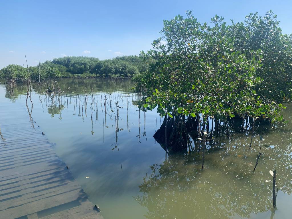 Recuperação do mangue de Gramacho mostra poder de renovação da natureza