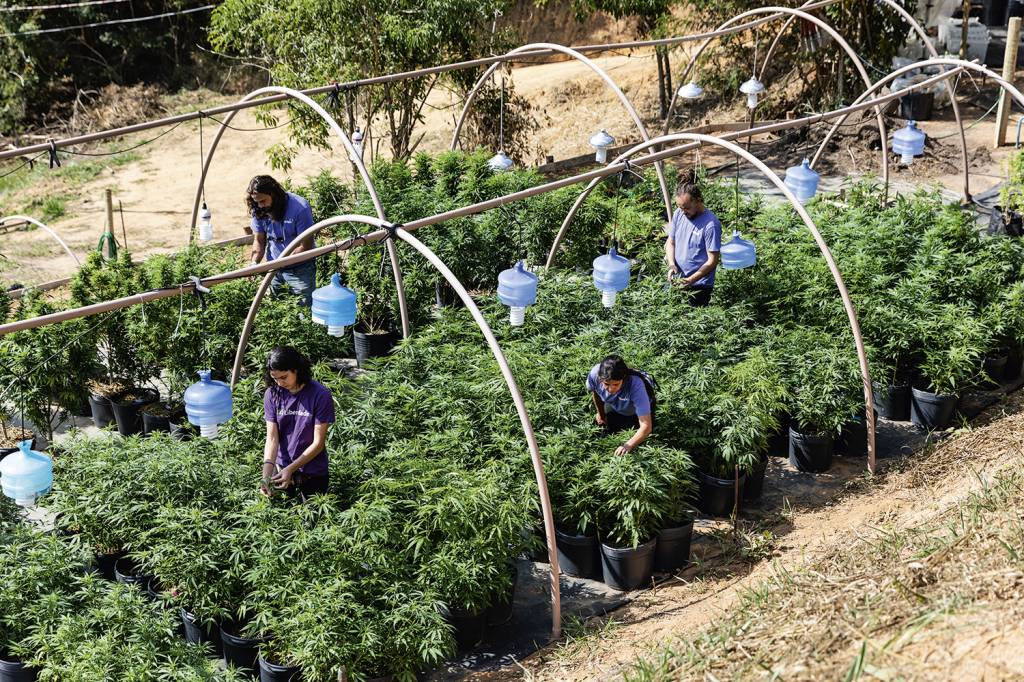 Carta ao leitor: plantando esperança