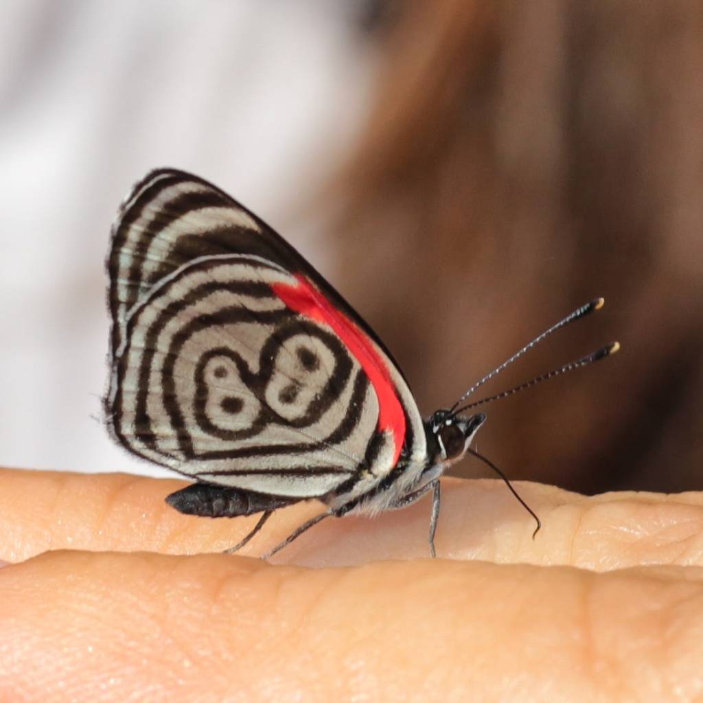 Borboleta ameaçada de extinção é vista no Jardim Botânico do Rio