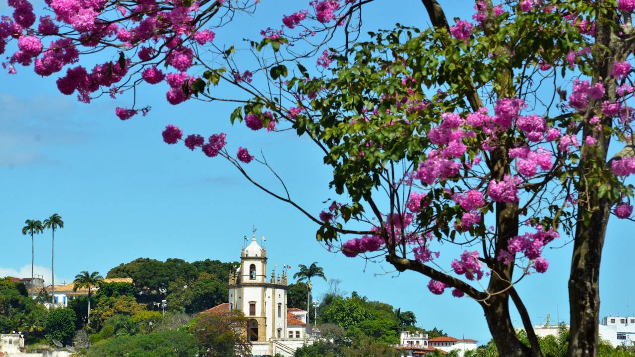Vista para o Outreiro da Glória com um ipê cor de rosa em primeiro plano