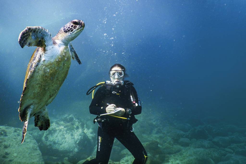 Comprovado: Ilhas Cagarras são hábitat de tartarugas-verdes