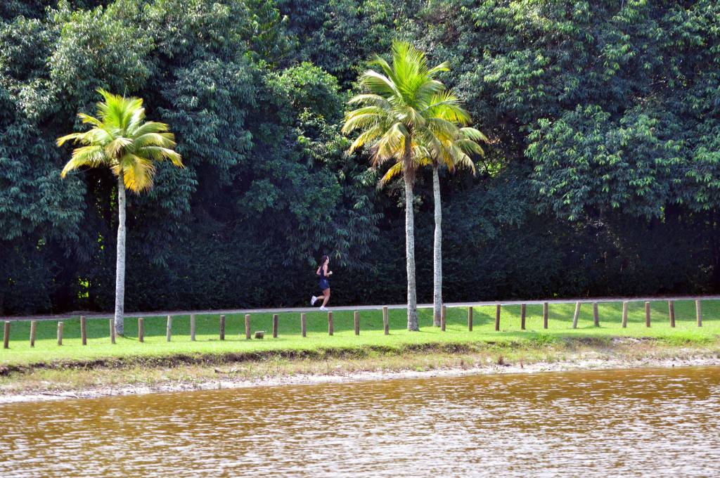 Bosque da barra – Alexandre Macieira – Riotur Foto mostra árvores do Bosque da Barra