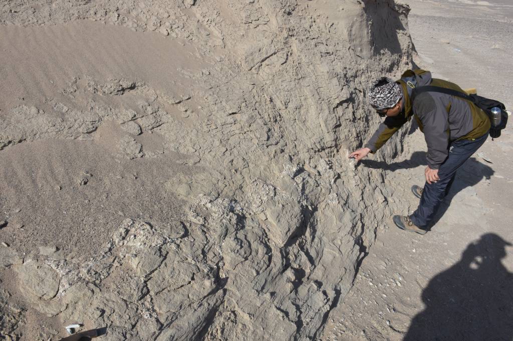 Pesquisadores do Museu Nacional descobrem duas espécies de dinossauro