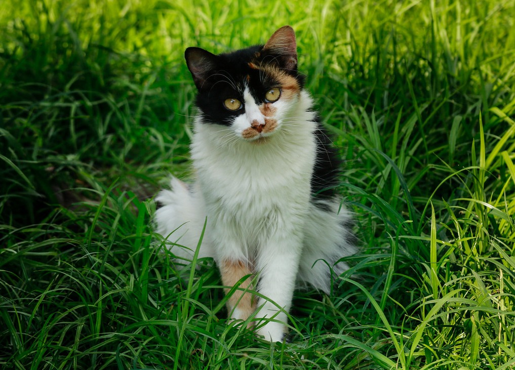 WhatsApp-Image-2021-08-25-at-15.39.50 Foto mostra gato no meio da grama