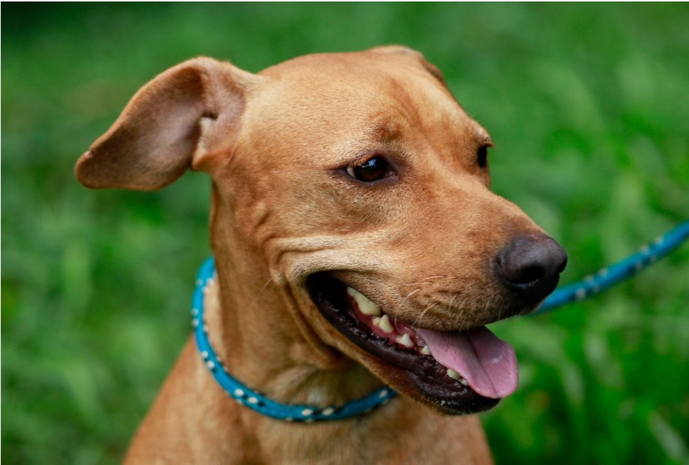Foto mostra cachorro caramelo usando coleira