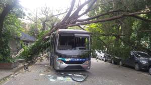 Uma árvore arrancada pela ventania em cima de um ônibus numa rua em Botafogo