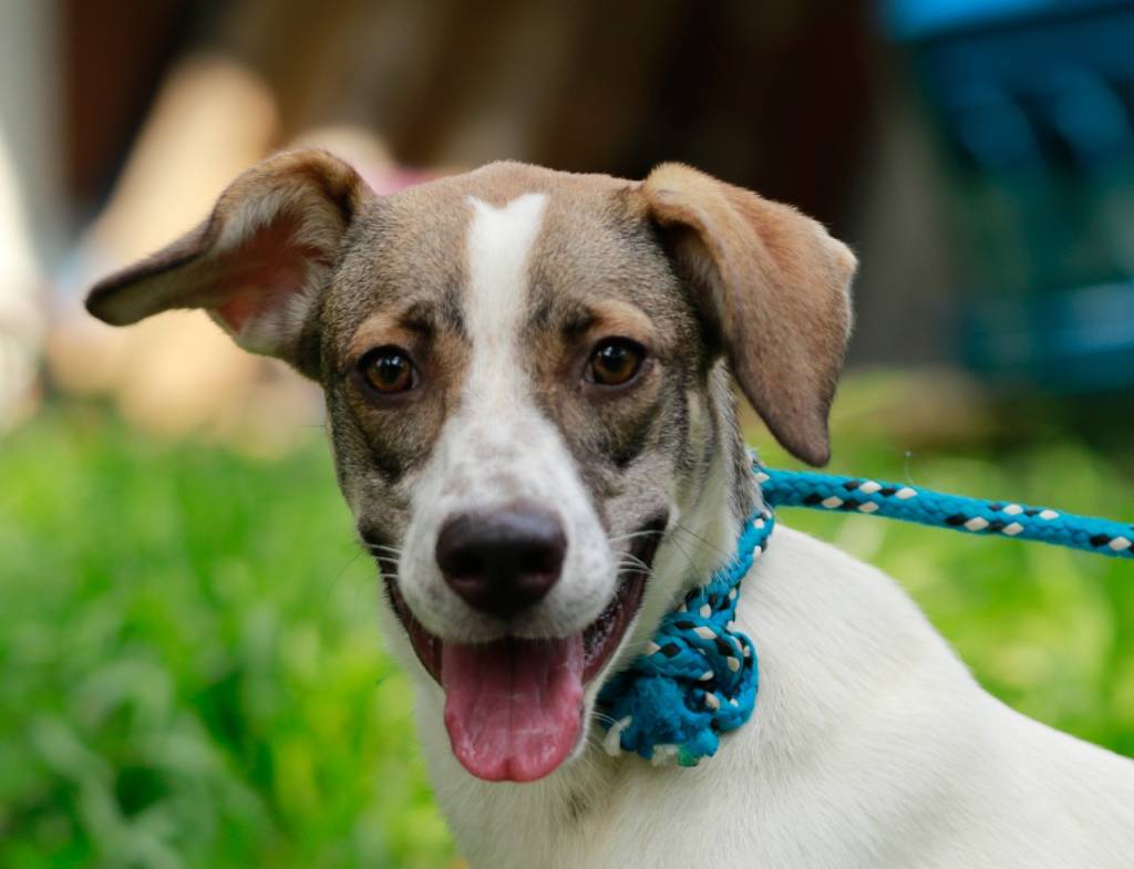 Que tal um ‘aumigo’? Ipanema vai receber feira de adoção de animais