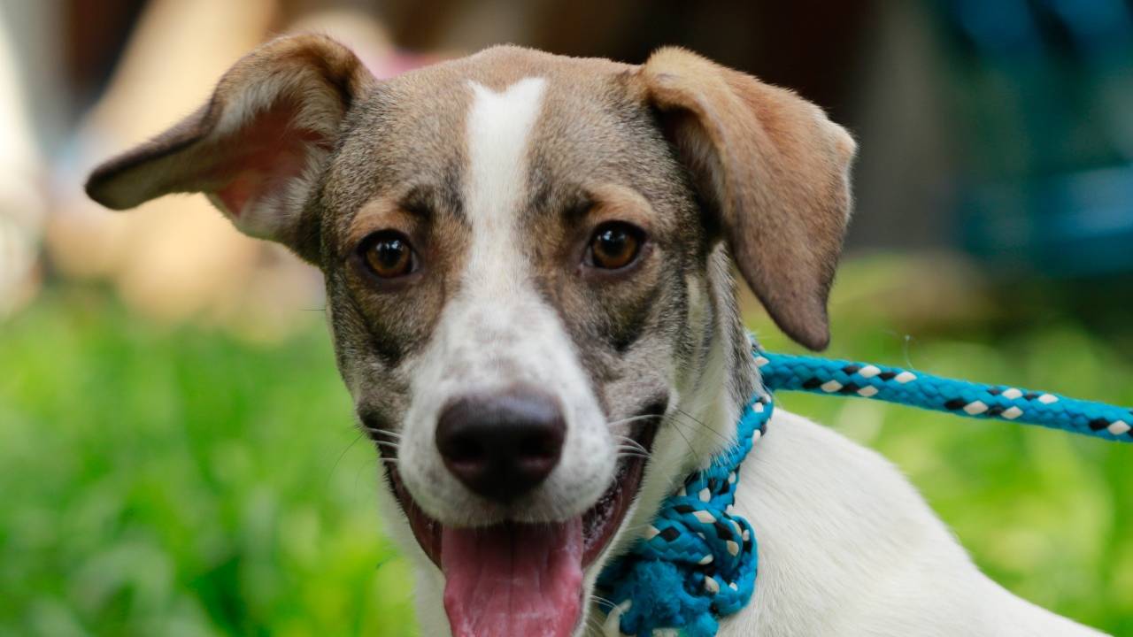 Imagem mostra cachorro com coleira azul