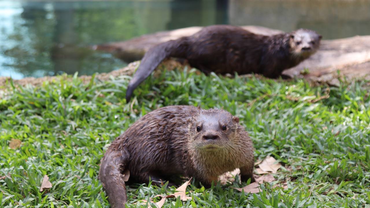Duas lontras próximas a um lago no BioParque do Rio