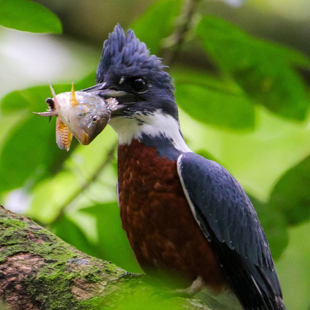 Foto Alexandre Machado JBRJ Foto mostra pássaro martim-pescador-grande predando um peixe