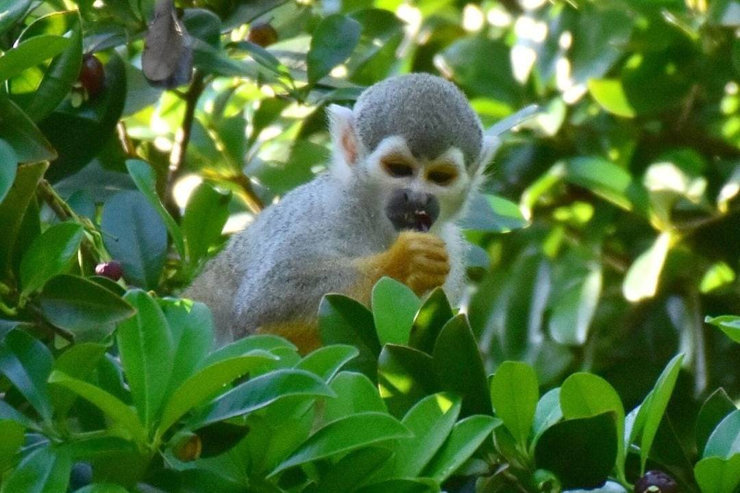 Foto mostra um mico-de-cheiro