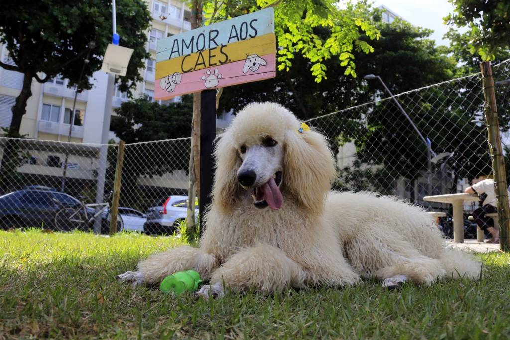 Agora é lei: praças deverão ter área pet