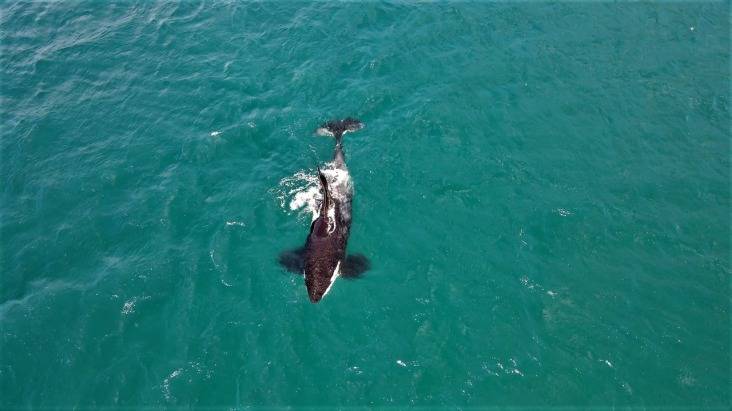 Visitas ilustres: dez orcas aparecem próximas à praia de Arraial do Cabo
