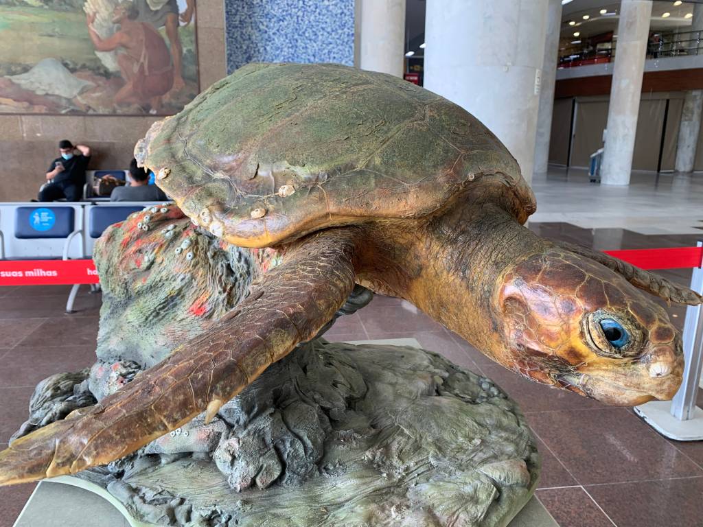 Um voo pelas Ilhas Cagarras: biodiversidade do arquipélago é tema de exposição