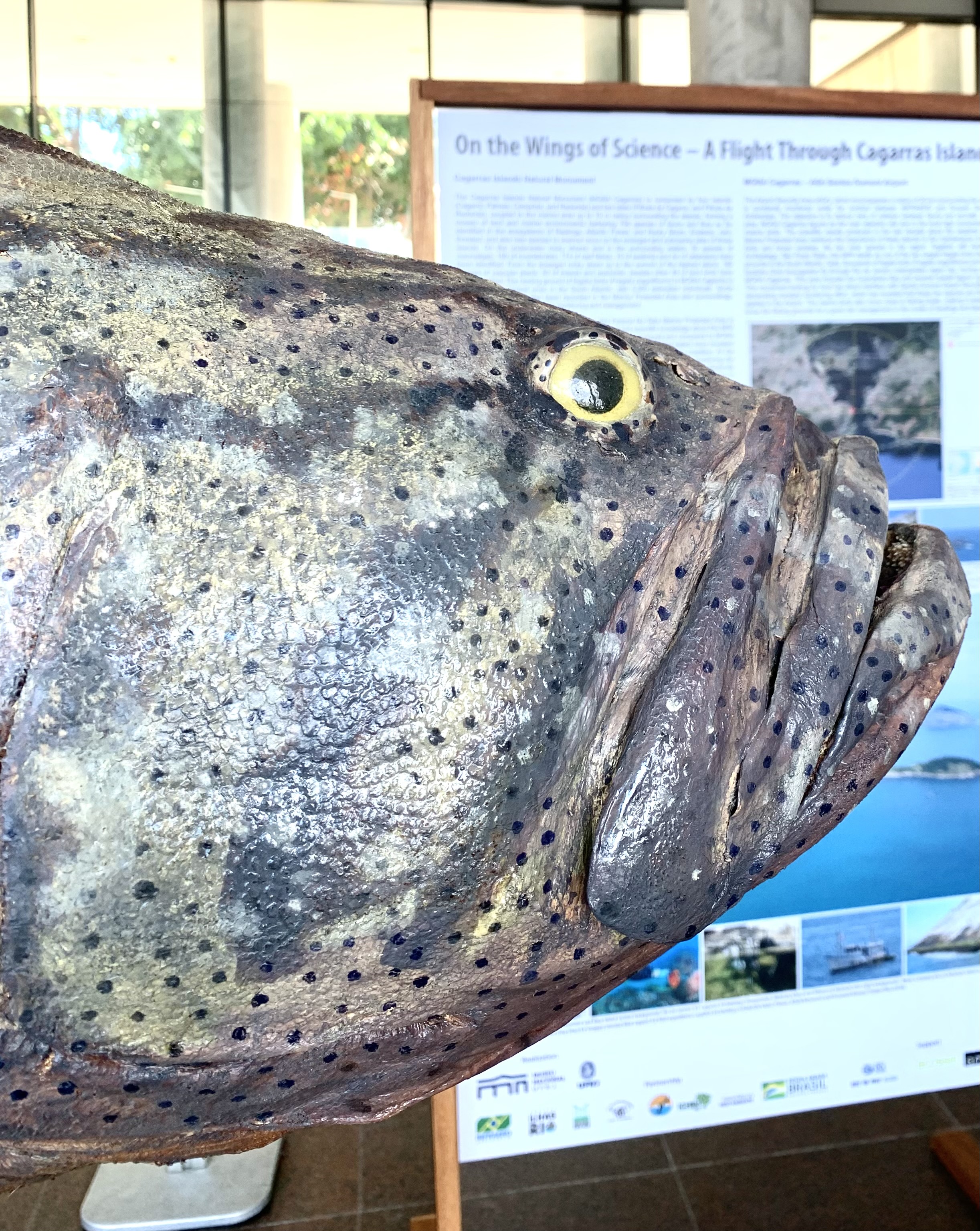 Foto mostra peixe gigante