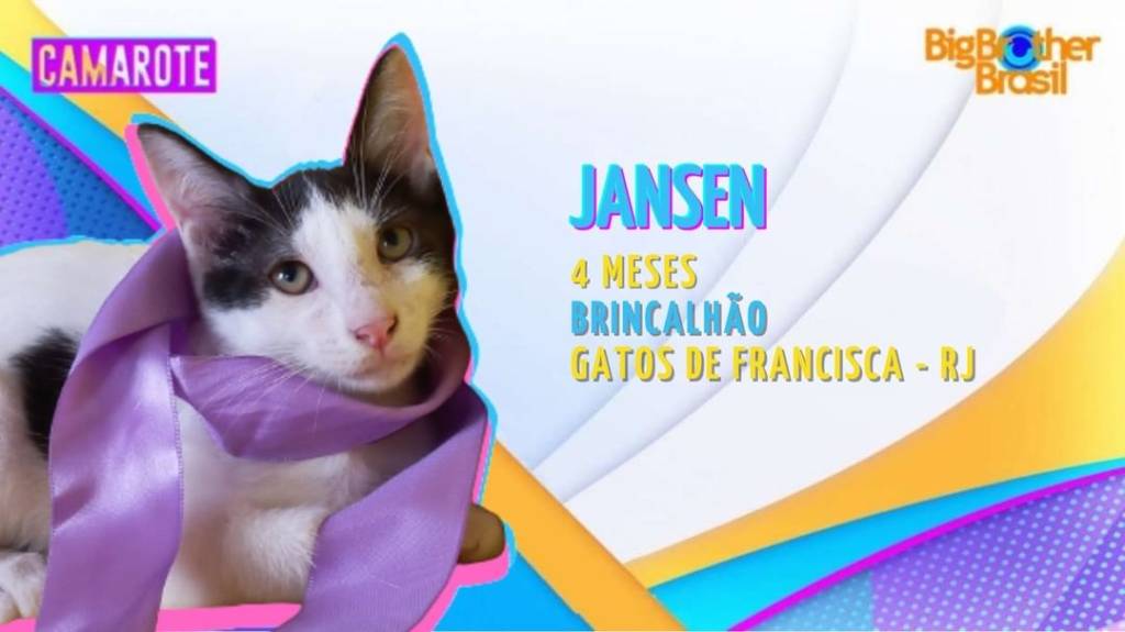 Animais abandonados estrelam campanhas de adoção inspiradas no BBB