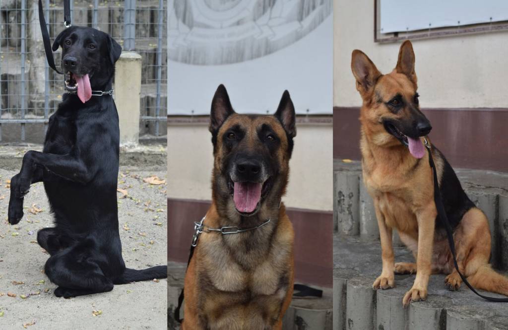 Bob, Morfeu e Lady: prestes a se aposentar, cães da Guarda Municipal podem ser adotados