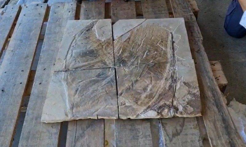 Após disputa internacional, fóssil de dinossauro é entregue a museu do Rio