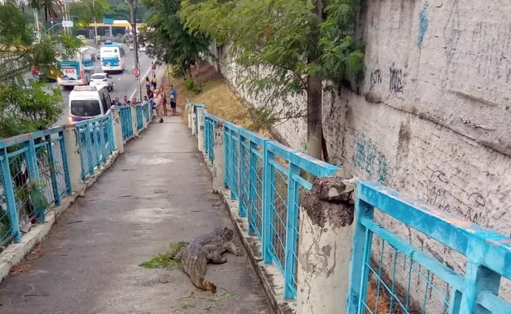 Jacaré é encontrado em passarela de terminal de ônibus na Barra