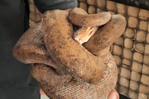 jiboia é encontrada em prédio da Barra