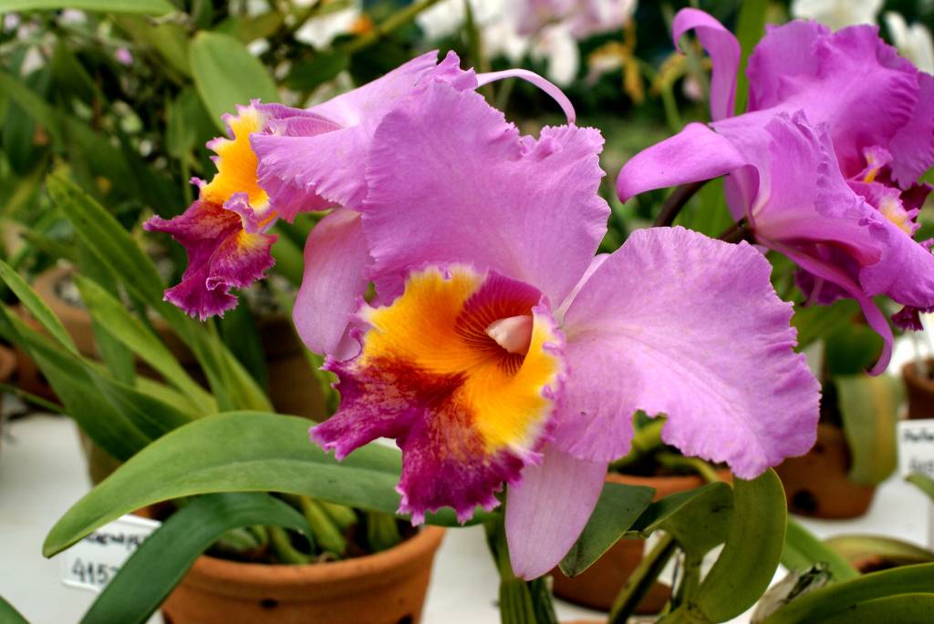 Orquidário do Jardim Botânico será reaberto para os visitantes