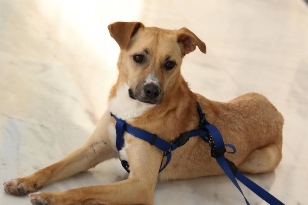 Veja a lista com os nomes de cães e gatos mais populares em 2021