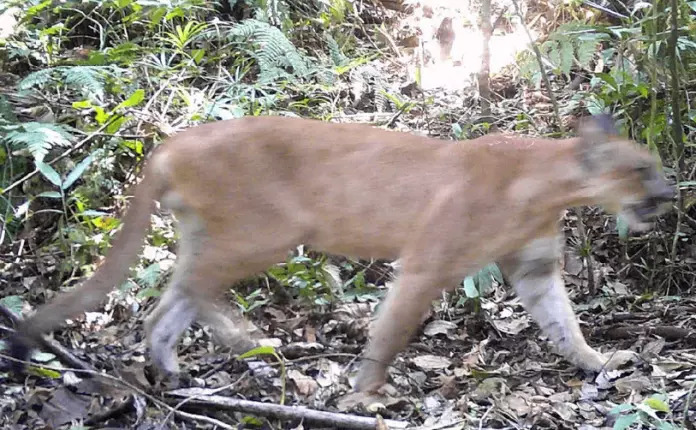Considerada extinta há um século, onça-parda é flagrada na costa do Rio