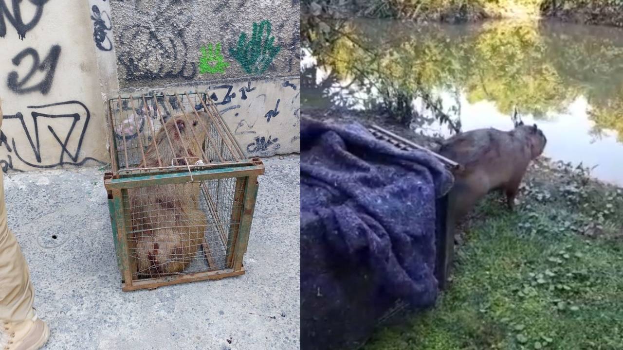 Foto mostra capivara presa e depois sendo solta na natureza