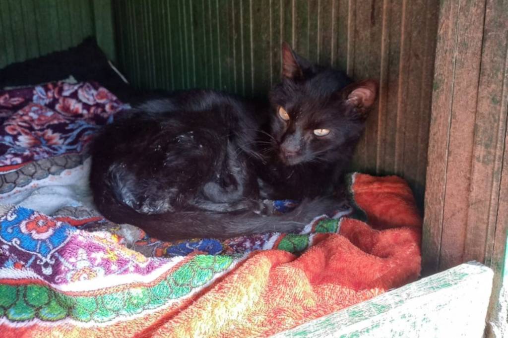Maus-tratos e abandono de gatos aumentam no Aterro do Flamengo