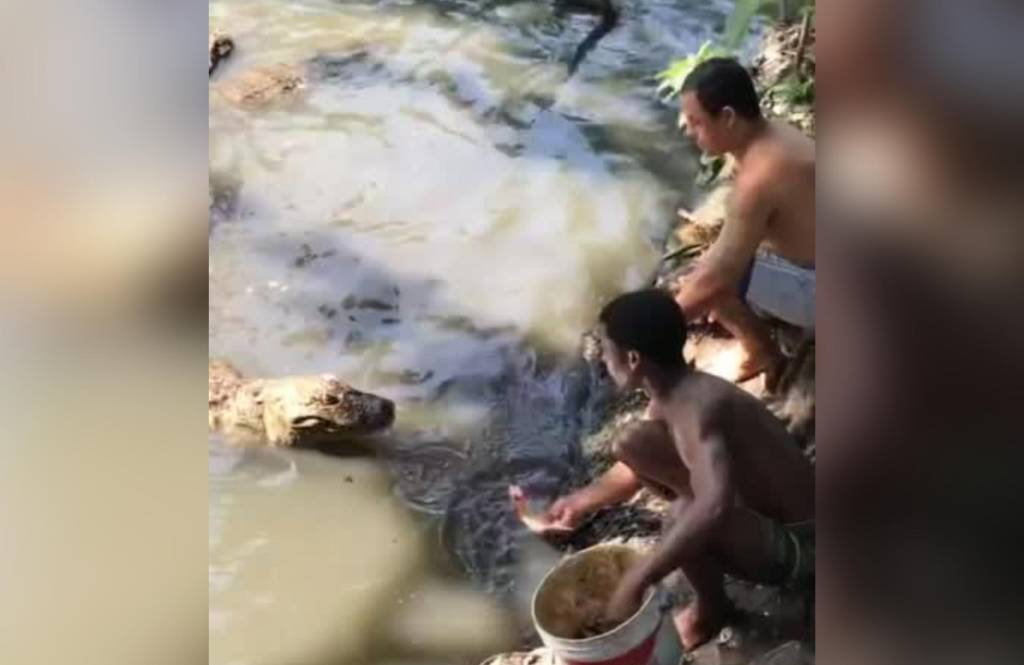 Moradores alimentam jacarés no Recreio: isso é crime ambiental?