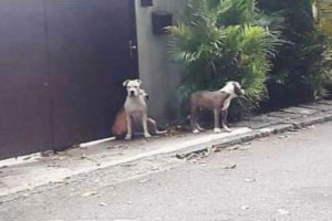 Pitbulls do cantor Orochi soltos e sem focinheira