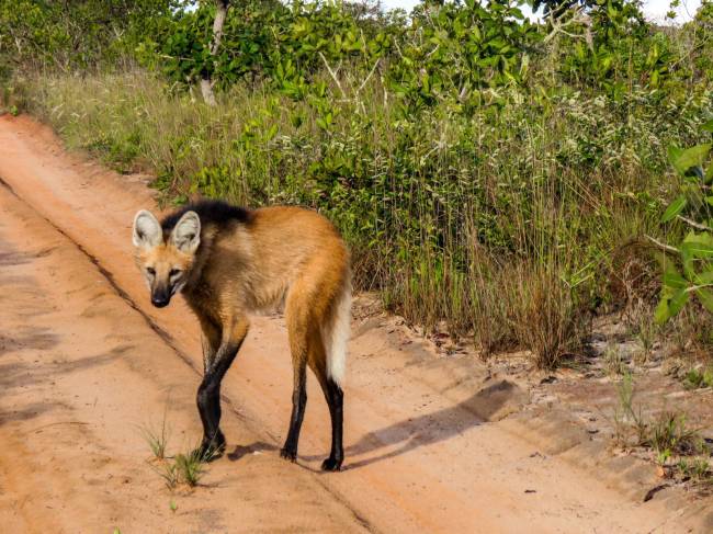 Lobo-guará Em parceria com o Onçafari, Trijunção tem um projeto de proteção do Lobo-Guará, hoje em risco de extinção. Eles podem ser vistos no Cerrado