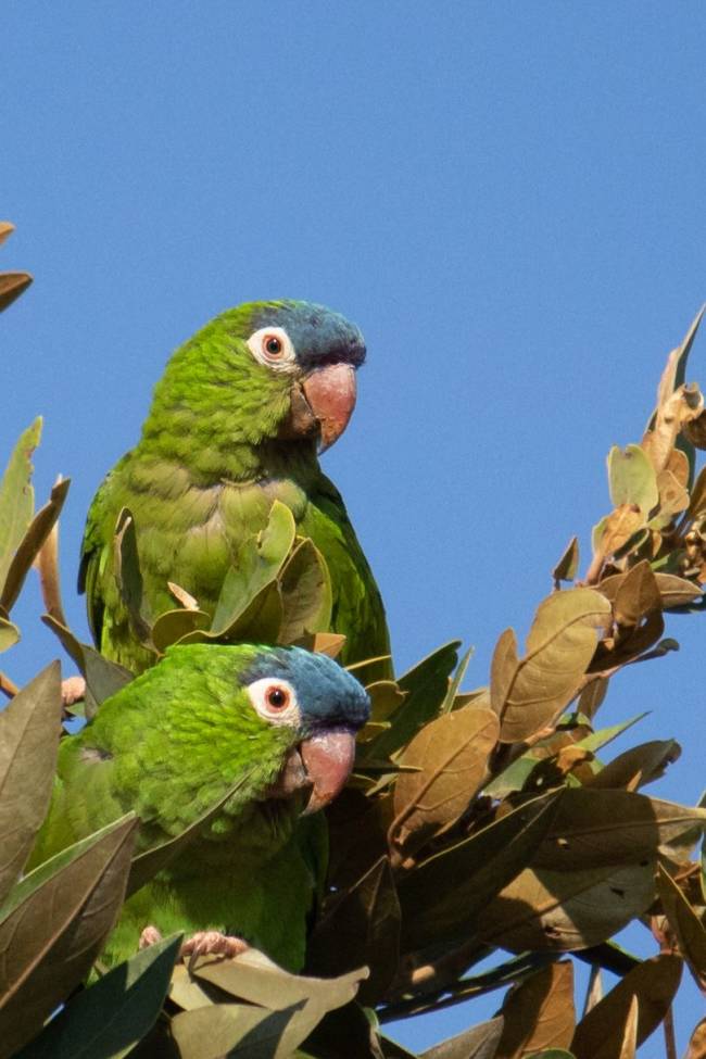 pousada Trijunção E agora, papagaios. Há uma variedade incrível de pássaros na fazenda