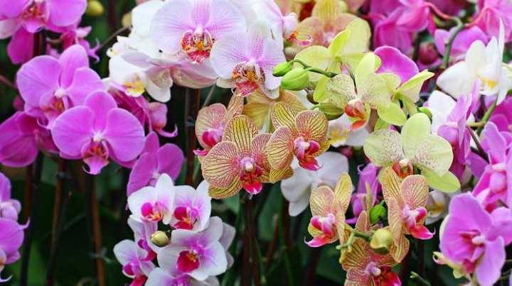 Jardim Botânico tem exposição de orquídeas e oficina de cultivo