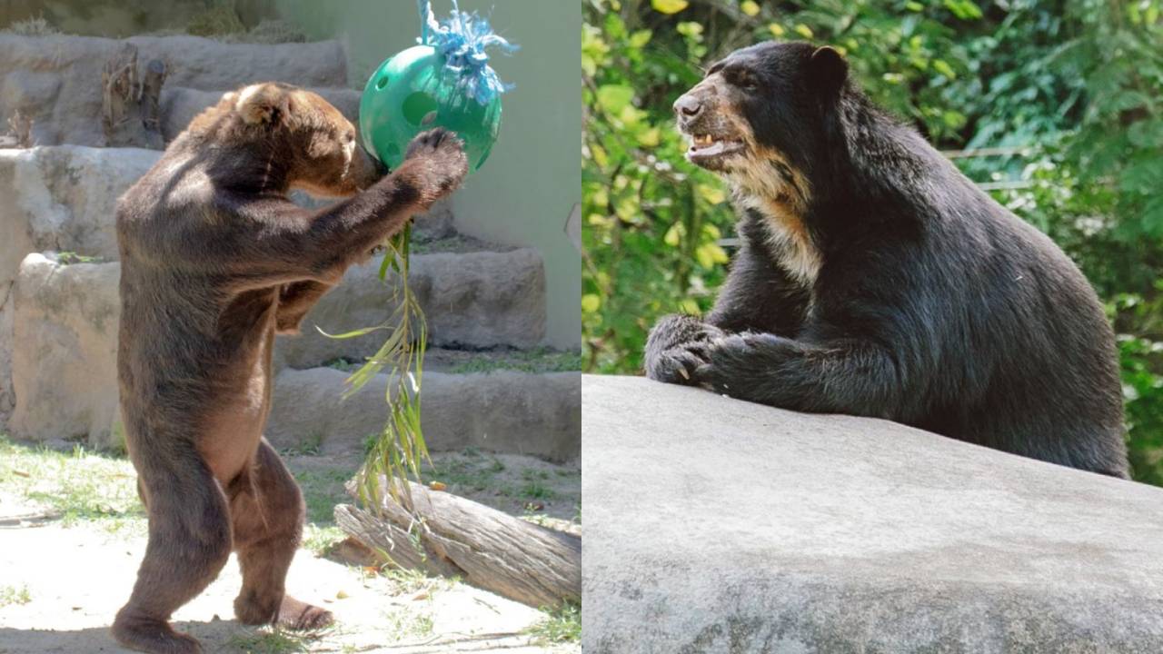 Foto mostra montagem com fotos de dois ursos