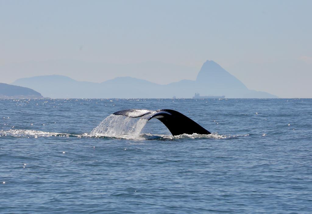 Espécie rara de baleia e golfinhos são flagrados no litoral carioca